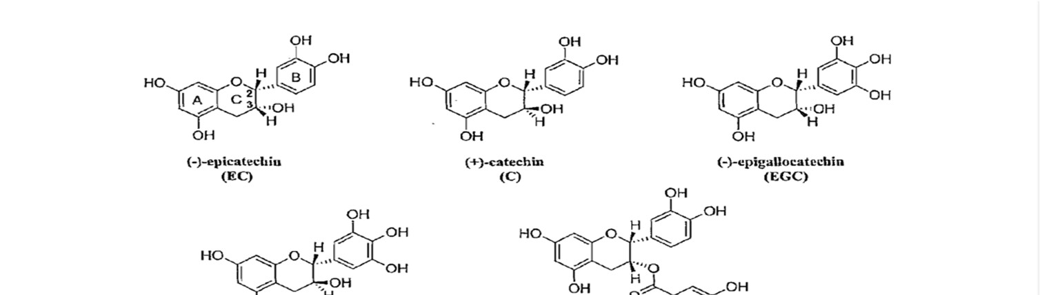 Molecular architecture of bioactive catechins in green tea extract