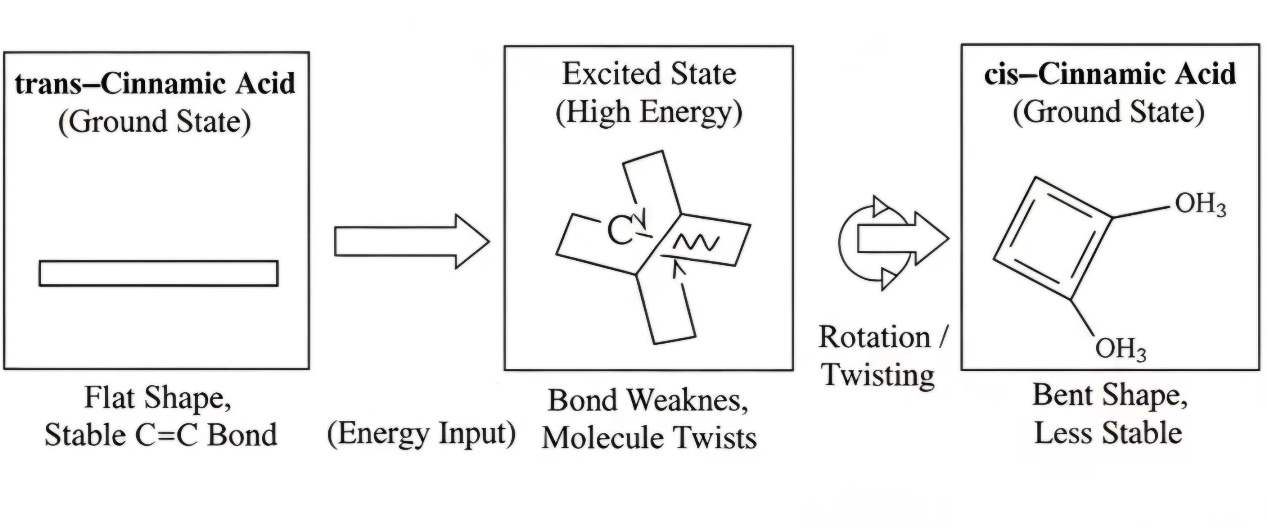 Model photoisomerization pathway of trans-cinnamic acid under UV irradiation